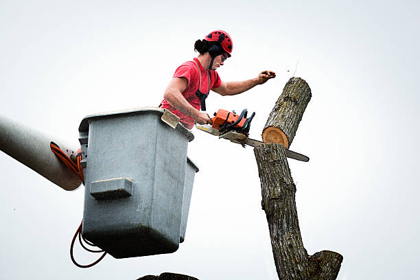 Best Tree Mulching  in Raeford, NC